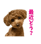 実家の犬スタンプ〜素敵〜（個別スタンプ：33）