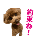 実家の犬スタンプ〜素敵〜（個別スタンプ：34）