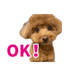 実家の犬スタンプ〜素敵〜（個別スタンプ：35）