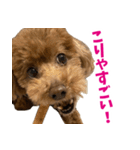 実家の犬スタンプ〜素敵〜（個別スタンプ：36）