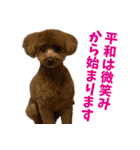 実家の犬スタンプ〜素敵〜（個別スタンプ：37）