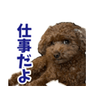 実家の犬スタンプ〜素敵〜（個別スタンプ：38）