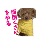 実家の犬スタンプ〜素敵〜（個別スタンプ：39）