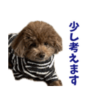 実家の犬スタンプ〜素敵〜（個別スタンプ：40）