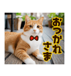 ねこ写真❤ポップで見やすい日常会話2（個別スタンプ：1）