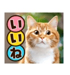 ねこ写真❤ポップで見やすい日常会話2（個別スタンプ：2）