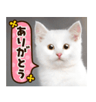 ねこ写真❤ポップで見やすい日常会話2（個別スタンプ：3）
