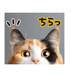ねこ写真❤ポップで見やすい日常会話2（個別スタンプ：4）