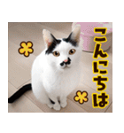 ねこ写真❤ポップで見やすい日常会話2（個別スタンプ：6）