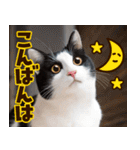 ねこ写真❤ポップで見やすい日常会話2（個別スタンプ：7）