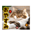 ねこ写真❤ポップで見やすい日常会話2（個別スタンプ：8）