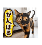 ねこ写真❤ポップで見やすい日常会話2（個別スタンプ：9）