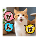 ねこ写真❤ポップで見やすい日常会話2（個別スタンプ：10）