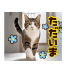ねこ写真❤ポップで見やすい日常会話2（個別スタンプ：12）