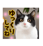 ねこ写真❤ポップで見やすい日常会話2（個別スタンプ：13）
