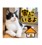 ねこ写真❤ポップで見やすい日常会話2（個別スタンプ：14）