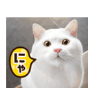 ねこ写真❤ポップで見やすい日常会話2（個別スタンプ：15）