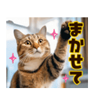 ねこ写真❤ポップで見やすい日常会話2（個別スタンプ：16）