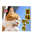 ねこ写真❤ポップで見やすい日常会話2（個別スタンプ：17）