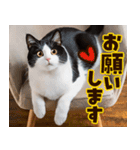 ねこ写真❤ポップで見やすい日常会話2（個別スタンプ：18）