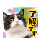 ねこ写真❤ポップで見やすい日常会話2（個別スタンプ：20）