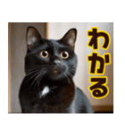 ねこ写真❤ポップで見やすい日常会話2（個別スタンプ：21）