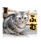 ねこ写真❤ポップで見やすい日常会話2（個別スタンプ：22）