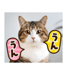 ねこ写真❤ポップで見やすい日常会話2（個別スタンプ：23）