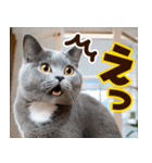 ねこ写真❤ポップで見やすい日常会話2（個別スタンプ：24）