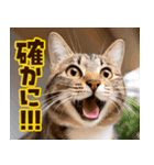 ねこ写真❤ポップで見やすい日常会話2（個別スタンプ：25）