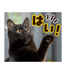 ねこ写真❤ポップで見やすい日常会話2（個別スタンプ：27）