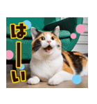ねこ写真❤ポップで見やすい日常会話2（個別スタンプ：28）