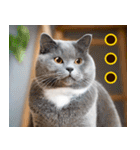 ねこ写真❤ポップで見やすい日常会話2（個別スタンプ：29）