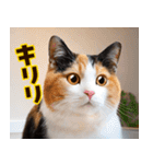 ねこ写真❤ポップで見やすい日常会話2（個別スタンプ：33）