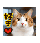 ねこ写真❤ポップで見やすい日常会話2（個別スタンプ：34）