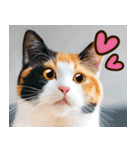 ねこ写真❤ポップで見やすい日常会話2（個別スタンプ：35）
