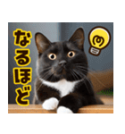 ねこ写真❤ポップで見やすい日常会話2（個別スタンプ：37）