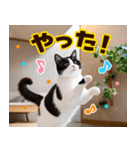 ねこ写真❤ポップで見やすい日常会話2（個別スタンプ：39）