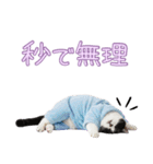 社会不適合 ハチワレ猫（個別スタンプ：1）