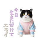 社会不適合 ハチワレ猫（個別スタンプ：2）