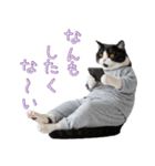 社会不適合 ハチワレ猫（個別スタンプ：3）