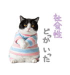 社会不適合 ハチワレ猫（個別スタンプ：8）