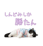 社会不適合 ハチワレ猫（個別スタンプ：9）