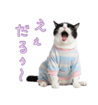 社会不適合 ハチワレ猫（個別スタンプ：16）