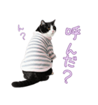 社会不適合 ハチワレ猫（個別スタンプ：20）