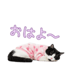 社会不適合 ハチワレ猫（個別スタンプ：22）