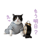 社会不適合 ハチワレ猫（個別スタンプ：26）