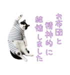 社会不適合 ハチワレ猫（個別スタンプ：28）