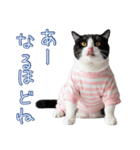 社会不適合 ハチワレ猫（個別スタンプ：30）