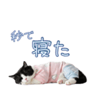 社会不適合 ハチワレ猫（個別スタンプ：35）